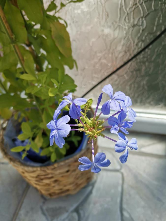 Bloom Box Apartments Craiova Bagian luar foto