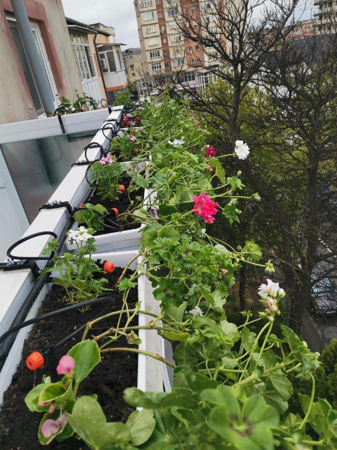 Bloom Box Apartments Craiova Bagian luar foto